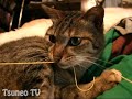 ♂ツネオ君と♀ララちゃん♪ tsuneo   lala