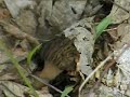 Grey Morels