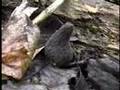 Grey Morels