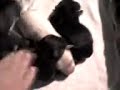 perritos chilindrina 3 perritos chilindrina 3