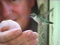 hand-feeding a hummingbird through my bedroom window