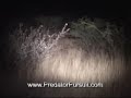 Predator Pursuit Africa Jackal Hunting at Night