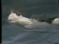 Cat Swimming Cat Swimming
