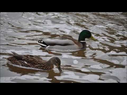 Ver video