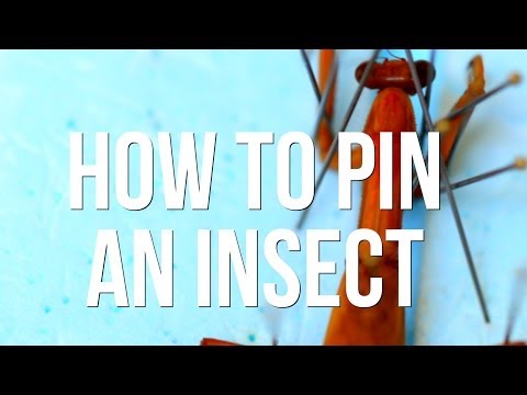 How to pin an insect