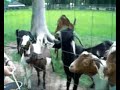 The Talking Goat Ringtone
