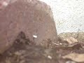 Land Crab