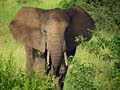 Tarangire National Park - YouTube