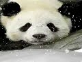 Coldpanda : Why I Make Negative Comments On YouTube Coldpanda : Why I Make Negative Comments On YouTube