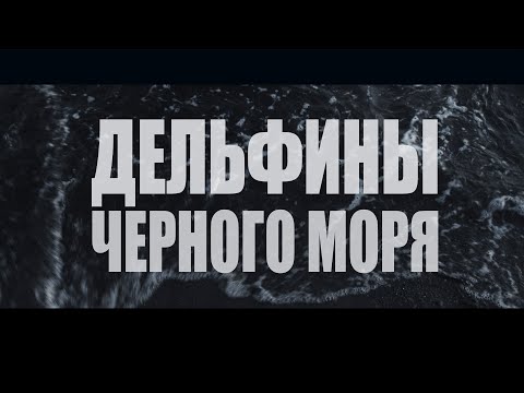 Дельфины Черного моря