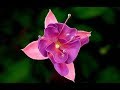 CHOPIN op.74.no.2/#2 PrimaveraVilotijevic-Clari
