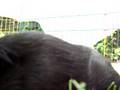 videos de Boris, mijn cavia