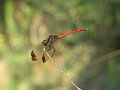??????Sympetrum risi risi Bartenef???Video 07