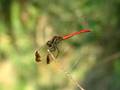 videos de 日本　秋の蜻蛉　（A Japanese autumn dragonfly） Video 07