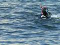 videos de snorkeling con lobos - chula