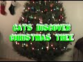 Cats Discovering Christmas Tree