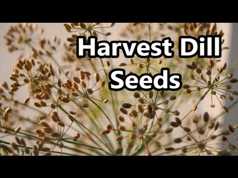 how to harvest dill seeds