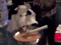 ma vache marionnette aime le ricard et la clope !!