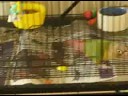 acrobatic baby green cheek conure