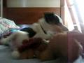 Puppy Love