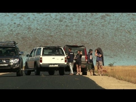 Madagascar - Madagascar's worst locust plague in 60 years has infested about half of the island, destroying crops and raising concerns over food shortages. Malagasy autho...