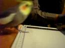 cockatiel is moving funny cockatiel is moving funny