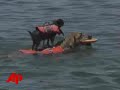 Raw Video: Dogs Go for a Swim