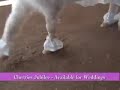 Cherries_Wedding_Dress.mov