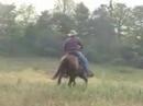 3 year old colt starting steers