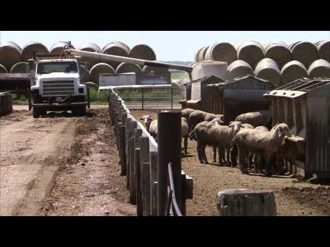 how to harvest alfalfa