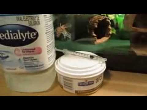 how to get rid gecko