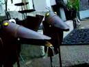 Two Bird