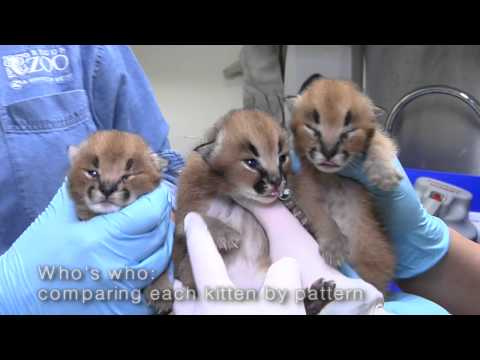 caracal