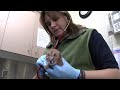 Caracal Kittens at the Oregon Zoo