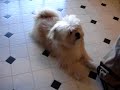 Pickle-vs-Robot-Dog-