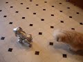 Pickle vs Robot Dog (1)
