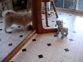 Pickle-vs-Robot-Dog-