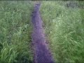 DH race in alaska