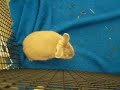 Amazing Orange Rabbit