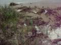 100_4418.mov