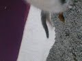Luba, Showing Off