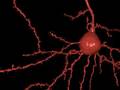 videos de neuron