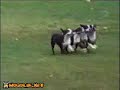 bloopers de perros