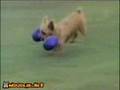 bloopers de perros