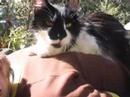 Our Cat Fluffy Our Cat Fluffy