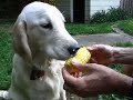 Dogs Love Cobs Dogs Love Cobs