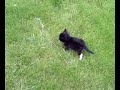 mawis kedi