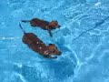 Wiener Race Wiener Race