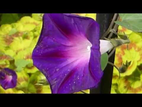 how to care for convolvulus cneorum