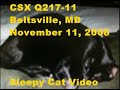 CSX C40-8\